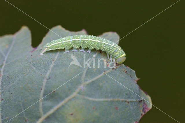 Zilveren groenuil (Pseudoips prasinana)