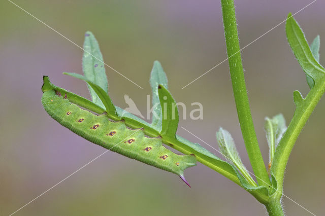 Hommelvlinder (Hemaris tityus)