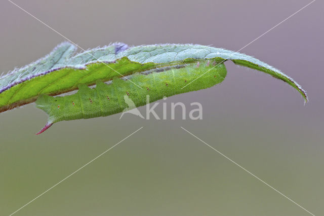 Hommelvlinder (Hemaris tityus)