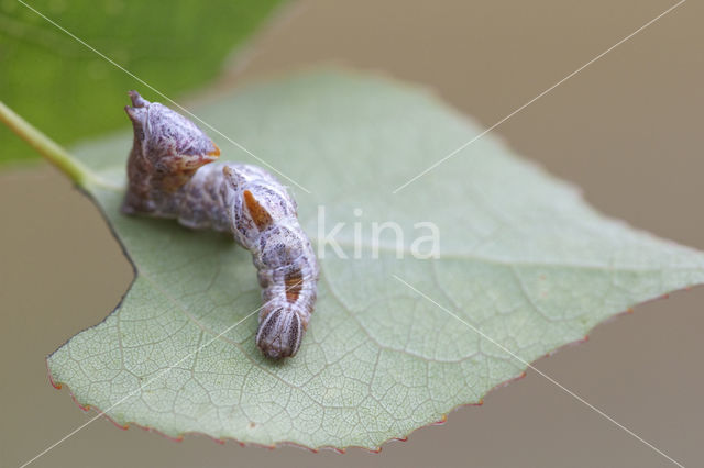 Kameeltje (Notodonta ziczac)