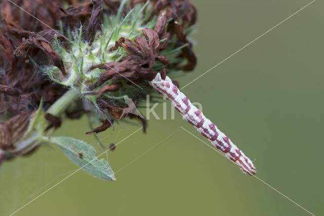 Zwartvlekdwergspanner (Eupithecia centaureata)