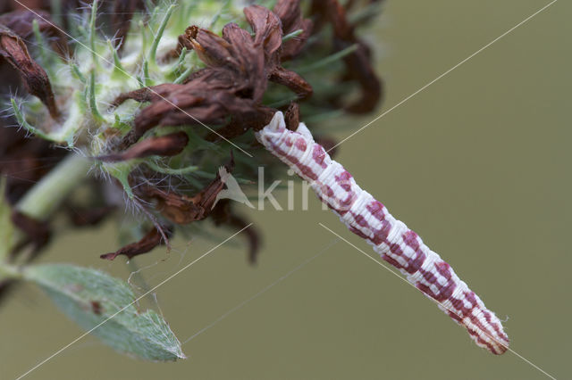 Zwartvlekdwergspanner (Eupithecia centaureata)