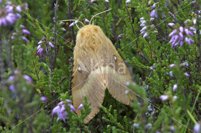 Northern Eggar (Lasiocampa quercus)