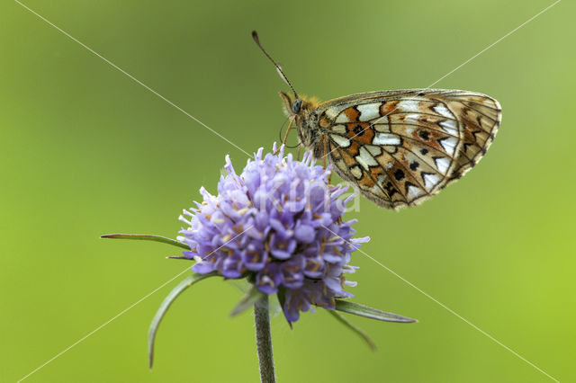 Zilveren maan (Boloria selene)