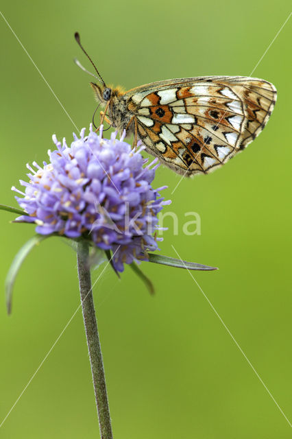 Small Pearl-Bordered Fritillary (Boloria selene)