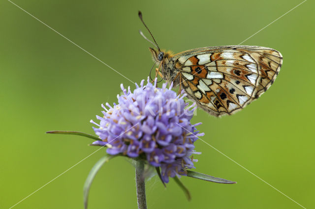 Small Pearl-Bordered Fritillary (Boloria selene)