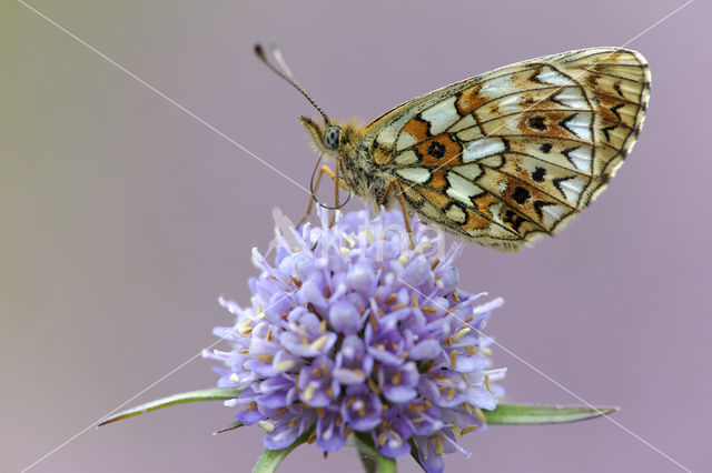 Small Pearl-Bordered Fritillary (Boloria selene)