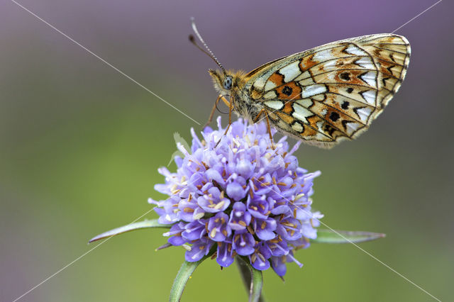 Small Pearl-Bordered Fritillary (Boloria selene)