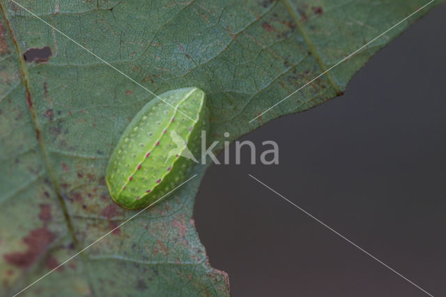 The Festoon (Apoda limacodes)