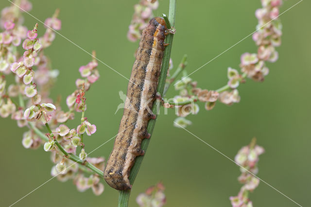 Meldevlinder (Trachea atriplicis)