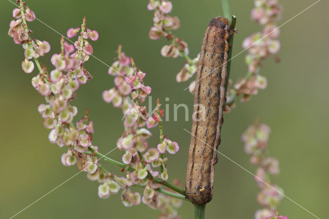 Orache Moth (Trachea atriplicis)