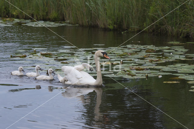 Knobbelzwaan (Cygnus olor)