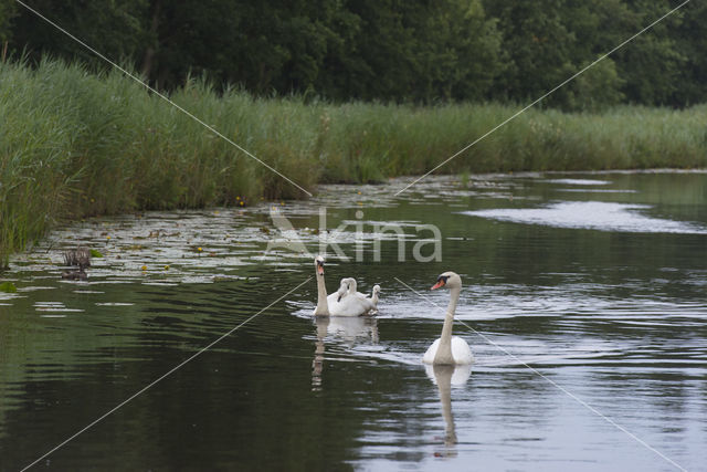 Knobbelzwaan (Cygnus olor)