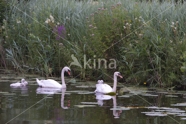 Knobbelzwaan (Cygnus olor)