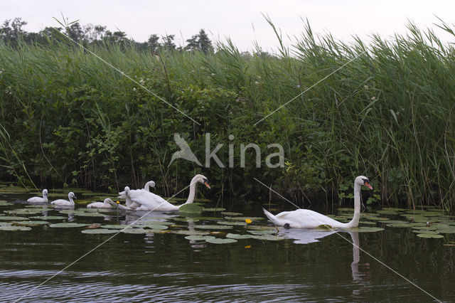 Knobbelzwaan (Cygnus olor)