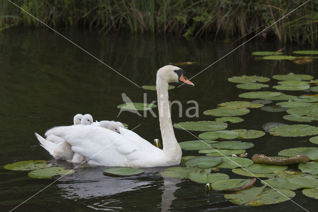 Knobbelzwaan (Cygnus olor)