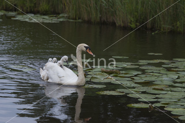 Knobbelzwaan (Cygnus olor)