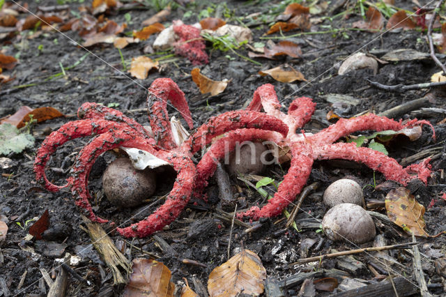 Octopus Stinkhorn (Clathrus archeri)