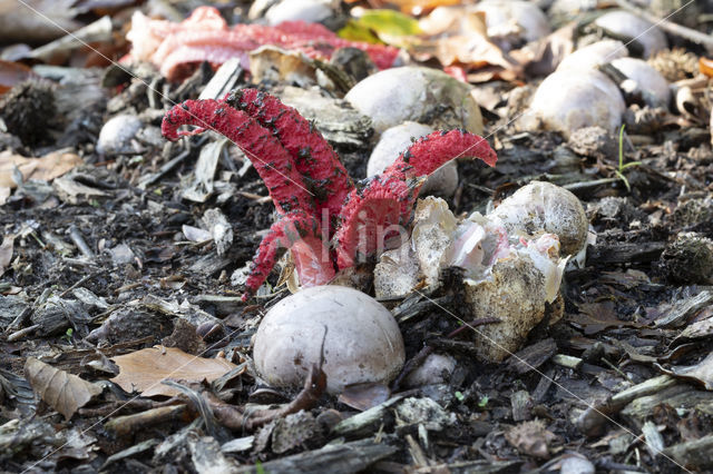 Inktviszwam (Clathrus archeri)