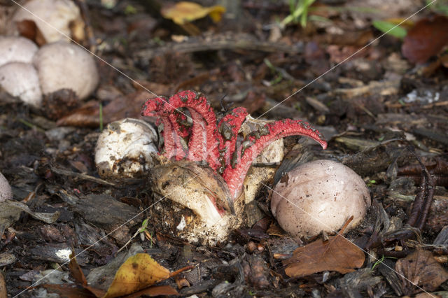 Octopus Stinkhorn (Clathrus archeri)