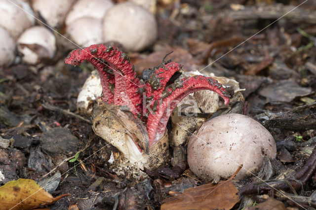 Inktviszwam (Clathrus archeri)