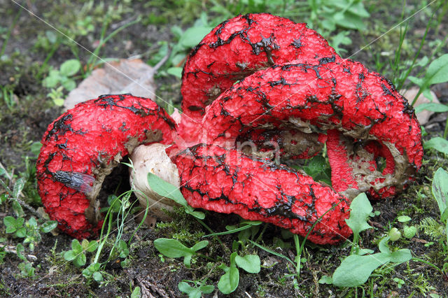 Inktviszwam (Clathrus archeri)