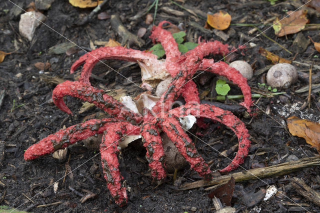 Inktviszwam (Clathrus archeri)