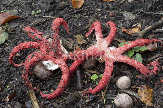 Inktviszwam (Clathrus archeri)