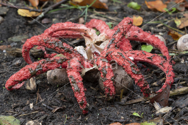 Inktviszwam (Clathrus archeri)