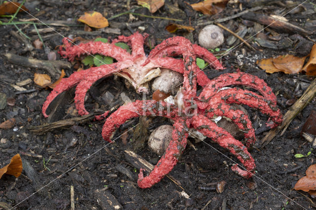 Octopus Stinkhorn (Clathrus archeri)