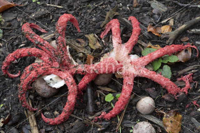 Octopus Stinkhorn (Clathrus archeri)