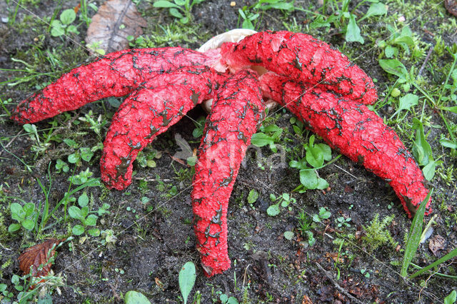 Inktviszwam (Clathrus archeri)