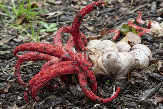 Inktviszwam (Clathrus archeri)