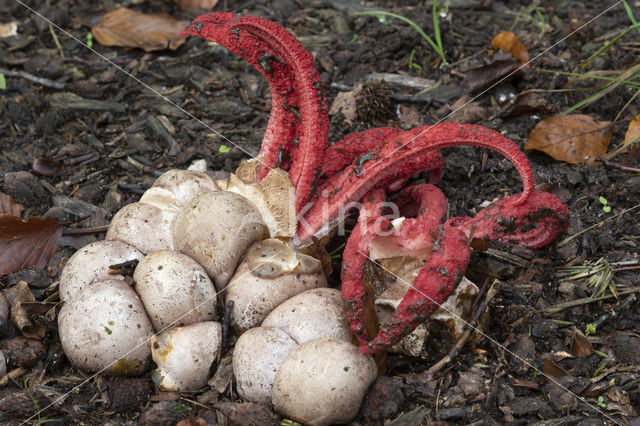 Octopus Stinkhorn (Clathrus archeri)