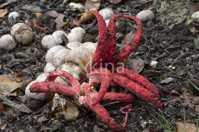 Inktviszwam (Clathrus archeri)