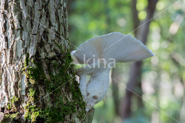 Veiled Oyster (Pleurotus dryinus)