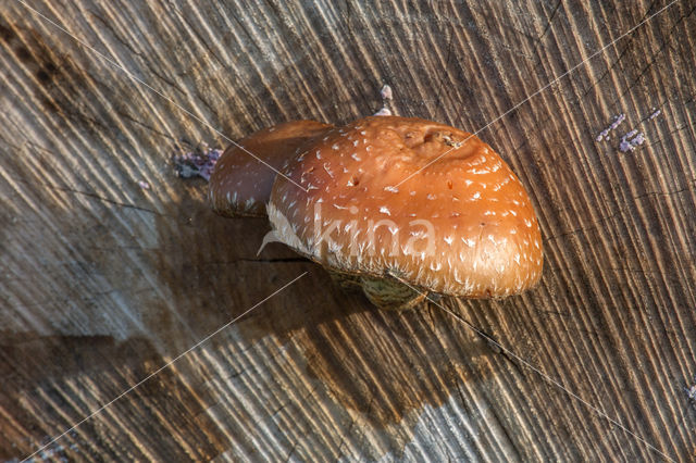 Wollige bundelzwam (Pholiota populnea)