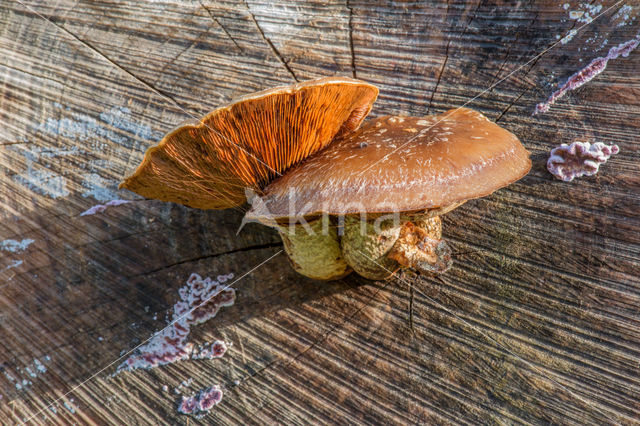 Wollige bundelzwam (Pholiota populnea)