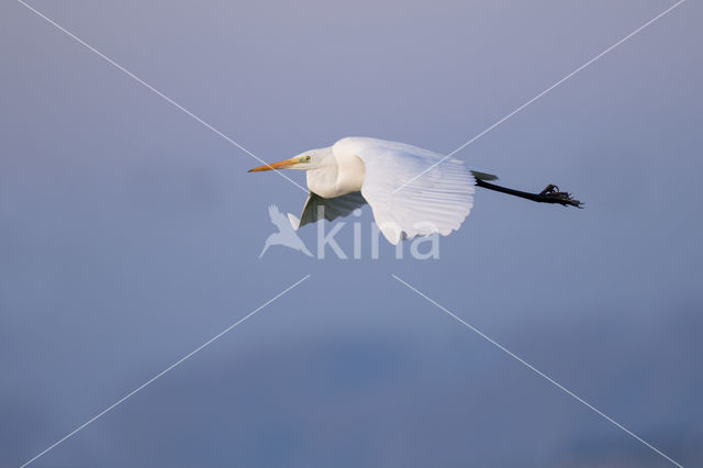 Great White Egret