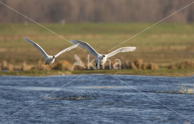 Kleine zwaan (Cygnus bewickii)