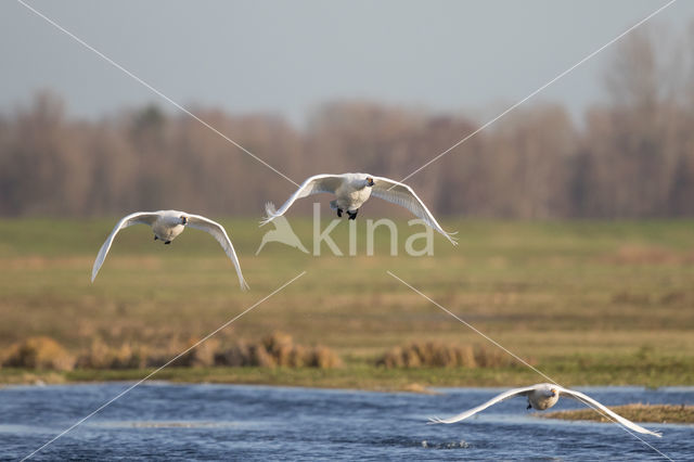 Kleine zwaan (Cygnus bewickii)