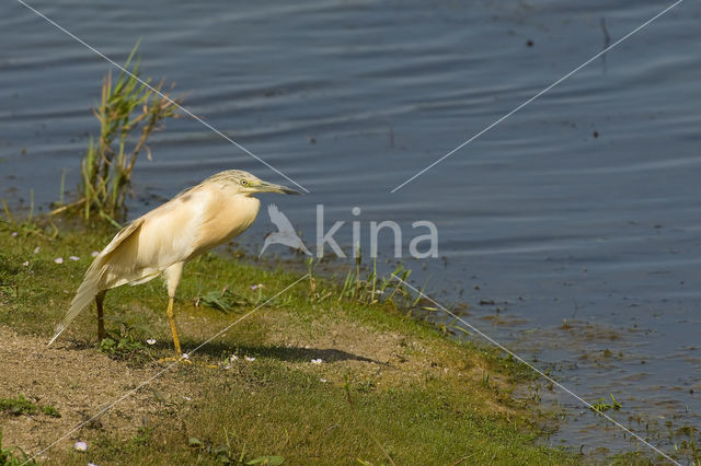 Squacco Heron (Ardeola ralloides)