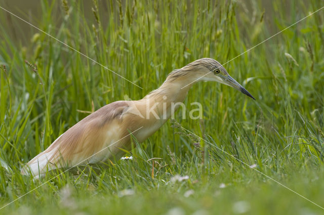 Squacco Heron (Ardeola ralloides)