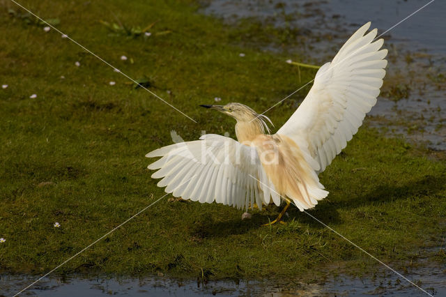 Squacco Heron (Ardeola ralloides)