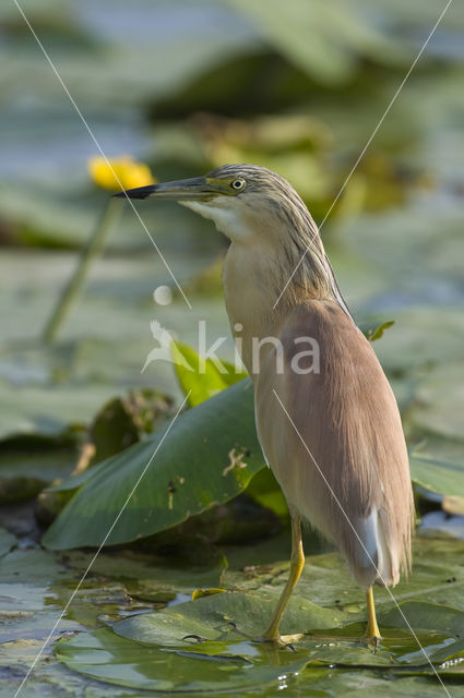 Squacco Heron (Ardeola ralloides)