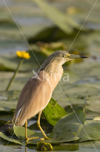 Squacco Heron (Ardeola ralloides)