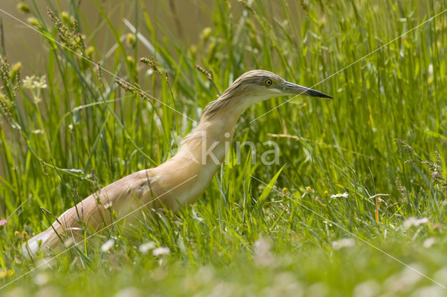 Squacco Heron (Ardeola ralloides)