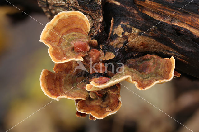 Stereum subtomentosum