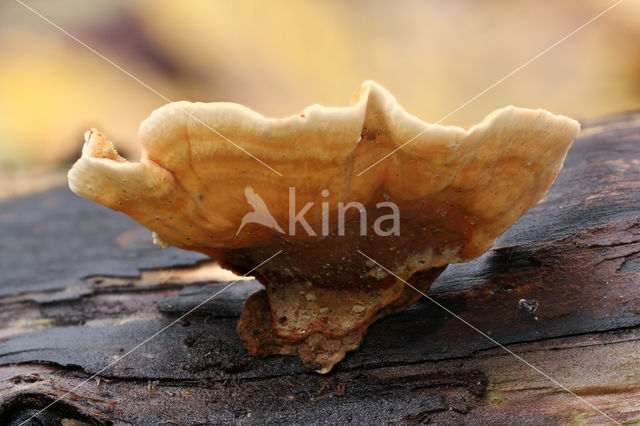 Waaierkorstzwam (Stereum subtomentosum)