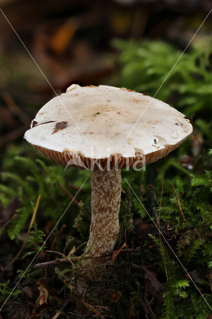 Poison Pie (Hebeloma crustuliniforme)